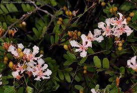 Image result for Tessmannia anomala