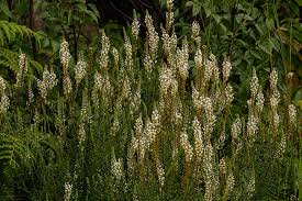 Image result for Hebenstretia