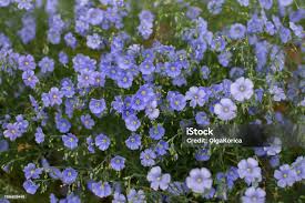 Image result for Linaceae