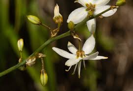 Image result for Chlorophytum nyasae