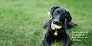 Save a Lab Labrador Retriever Rescue