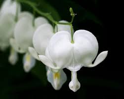 Growing bleeding heart from seed is one way to do it, and although it takes more time and patience, you may find that starting with seeds is a rewarding process. White Bleeding Hearts Photograph By Rona Black