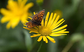 What is a butterfly kiss. Butterfly Kiss Hd Wallpapers Free Download Wallpaperbetter