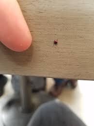 The asian ladybug is a predator of a number of pest insects, especially aphids, but it has become a problem because it but if you look closely, you will see the asian ladybug has a white marking behind its head in the openings of what. What Kind Of Bug Is This It Looks Like A Tiny Version Of A Ladybug Tip Of My Index Finger To Scale Whatsthisbug