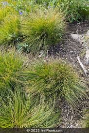 Image result for Sporobolus