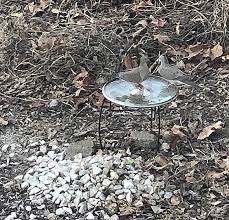 This is a developing story that mike bird homestead rescue may have passed away. Easy Diy Bird Baths For Your Stay At Home Pleasure Cat In The Flock