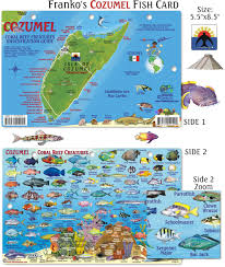 Cozumel Fish Card Frankos Fabulous Maps Of Favorite