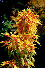 Amaranthus Or Summer Poinsettia Amaranthus Poinsettia Flower Power