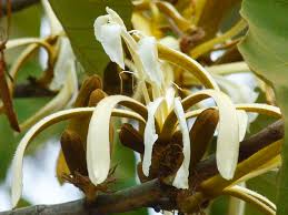 Image result for Pterospermum acerifolium