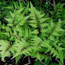 Image result for Athyrium schimperi