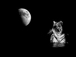 1080p Images Full Hd 1080p Full Hd Black Tiger Wallpaper Find the best 1920x1080 tiger wallpaper full hd on getwallpapers. full hd 1080p full hd black tiger wallpaper