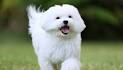 The 15 World Most Popular Maltese Mix Dog Breeds » Teacup ...