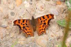 Image result for Polygonia c-album