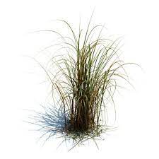 Dead Grass Png Google Search Fotomontaje Paisajismo Vegetacion