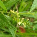 Image result for Polygala sphenoptera