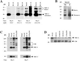 Fernando madrigal fifa 21 career mode. Misfolding Of Major Histocompatibility Complex Class I Molecules In Activated T Cells Allows Cis Interactions With Receptors And Signaling Molecules And Is Associated With Tyrosine Phosphorylation Journal Of Biological Chemistry