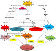 Image result for Kohautia microflora