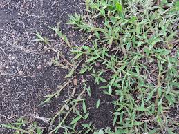 Image result for Digitaria abyssinica