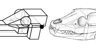Live Perspective Draw Animals In 3d Space Tuts Design Illustration Tutorial Animal Drawings Horse Skull 3d Drawing Techniques