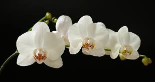 Anggrek pncidium umumnya tumbuh di daerah yang kering dengan kebtuhan cahaya yang bervariasi. Anggrek Tanaman Hias