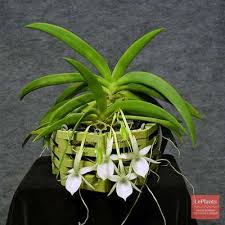 Image result for Angraecum cultriforme