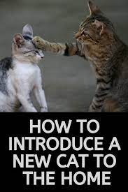 Haben Sie Ein Neues Katzchen Oder Eine Neue Katze Gekauft Oder Adoptiert Und Es Mit Adoptiert Ein Eine Introducing A New Cat Cat Care Cats And Kittens
