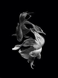 Iphone 6s Betta Fish Wallpaper Wallpapersafari Hewan Gambar Betta
