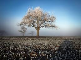 We did not find results for: Winter Tree Fields Frost 750x1334 Iphone 8 7 6 6s Wallpaper Background Picture Image