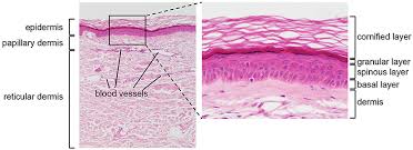 Check spelling or type a new query. Frontiers Il 1 Family Antagonists In Mouse And Human Skin Inflammation Immunology