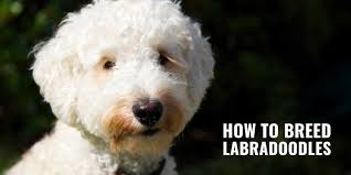 Beautiful healthy labradoodle puppies 2 black males 2 chocolate males 1 black female available for $800 $200 to reserve born january 25th ready for new homes by march 21st! How To Breed Labradoodles History Health Best Practices Faq
