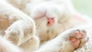 How To Keep Your Outdoor Cat S Paws Safe From Hot Pavement Cattime