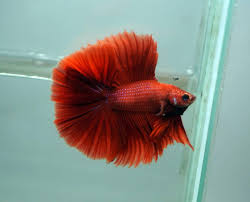 Appearing either in april or may, sucker moon (anishinaabe) refers to a time to harvest sucker fish, which return to streams or lake shallows to spawn. Arunyar Betta On Twitter Hm Dt Full Moon Red Rosetail Koi Hmpk Betta Halfmoon Halfmoonbetta Bettafish Bettaholic Bettaclub Bettathailand Amazing Beautiful Fish Https T Co Lbcc5svszi