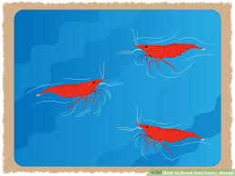 How To Breed Red Cherry Shrimp 10 Steps With Pictures