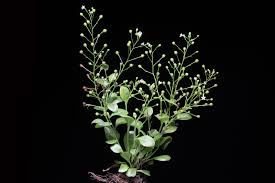 Image result for Samolus