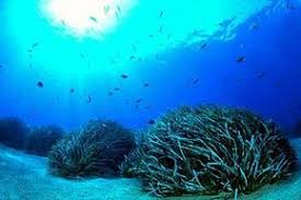 Posidonia Oceanica Wikipedia