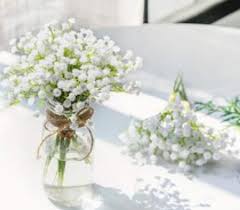 Use them in commercial designs under lifetime, perpetual & worldwide rights. Small Babies Breath Vase Bunch