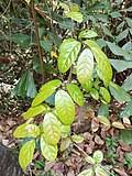 Image result for Combretum pisoniiflorum