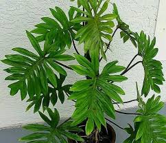 Philodendron Mayoi In 2020 Plant Leaves Philodendron Plants