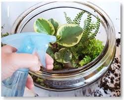 How To Make A Terrarium How To Make Terrariums Succulent Terrarium Garden Terrarium