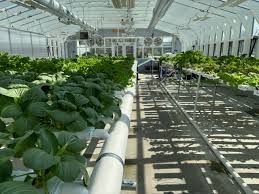 Tip #21: A Beginner's Guide to Setting Up a High-Tech Greenhouse | Arcadia GlassHouse