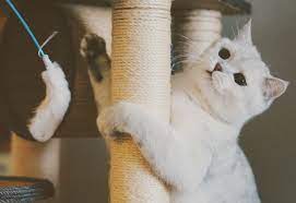 Arbre a chat pas cher : le guide 2023 pour bien choisir !