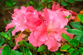 The compact nature of the gumpo pink azalea shrub plant, combined with its large, ruffled soft pink flowers make this an. Photo 24355 Gumpo Pink Azalea Plant Lust
