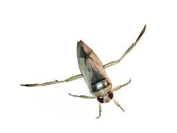 Image result for Notonectidae