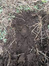 How To Improve Lawn With Brown Patches Bunnings Workshop Community