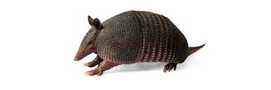 We did not find results for: Armadillo Control How To Get Rid Of Armadillos Diy Armadillo Treatment Guide Solutions Pest Lawn