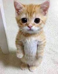 tatli kediler google da ara cute animals kittens cutest cute little kittens