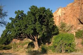 Image result for Xanthocercis zambesiaca