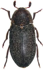 We have fine tuned the range of ultrasonic frequencies and increased their. How To Kill And Get Rid Of Carpet Beetles Simple Home Guide Pest Strategies