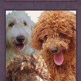 Grooming by jewel, molalla, oregon. 26 Labradoodle Grooming Ideas Labradoodle Grooming Grooming Labradoodle