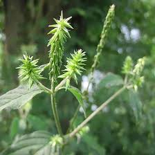 Image result for Achyranthes aspera